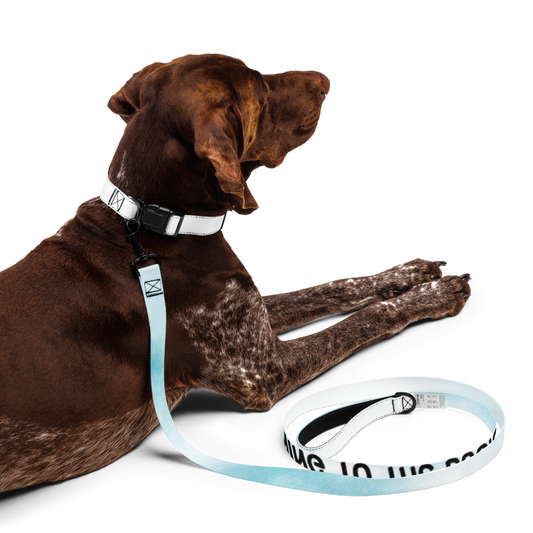 Wag & Read Pet Collar Set