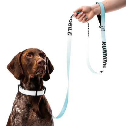 Wag & Read Pet Collar Set